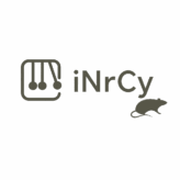 Dératisation à Arras