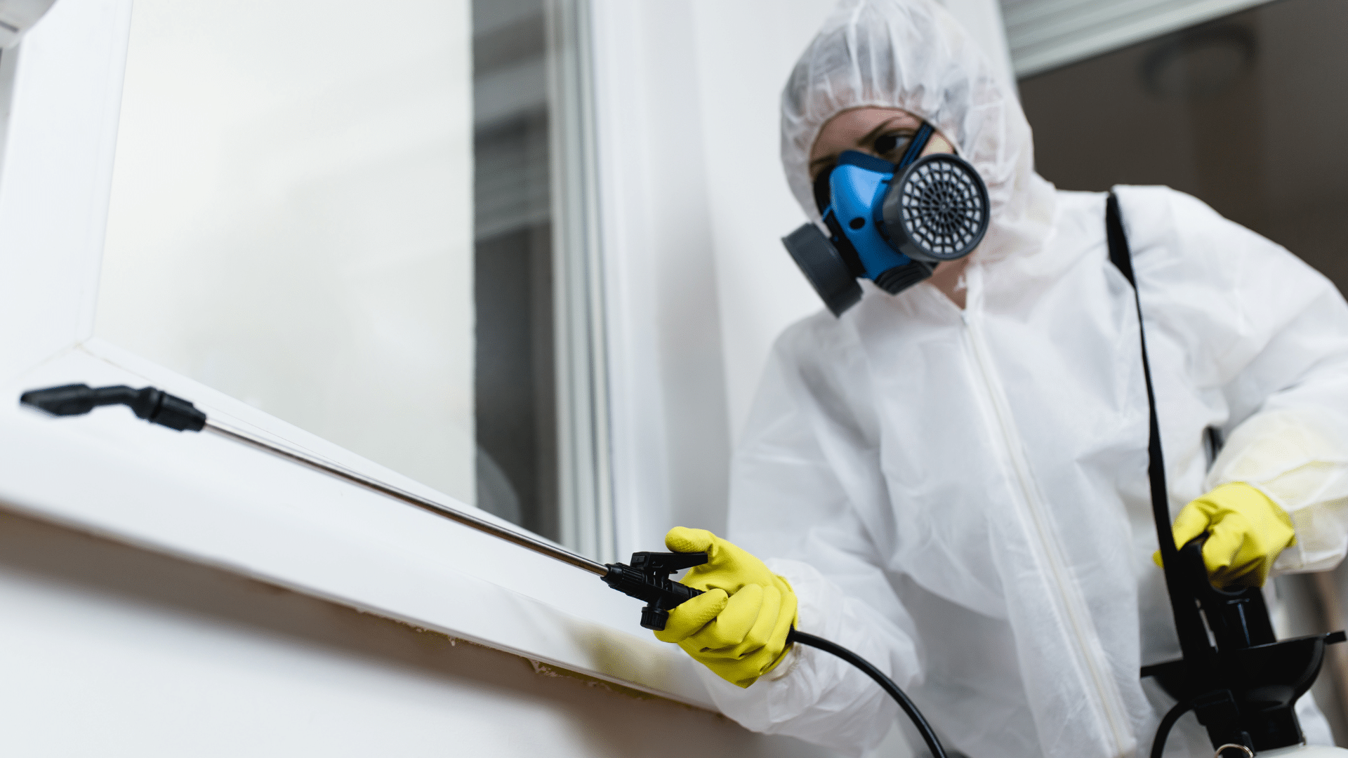 Dératisation à Arras