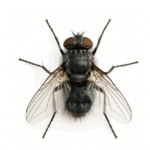 Désinsectisation professionnelle à Arras