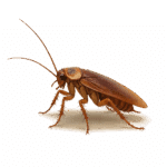 Désinsectisation professionnelle à Arras