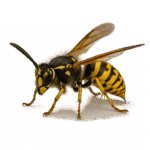 Désinsectisation professionnelle à Arras