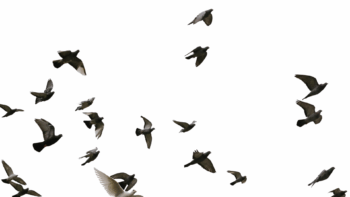 Dépigeonnage / Anti-oiseaux à Arras