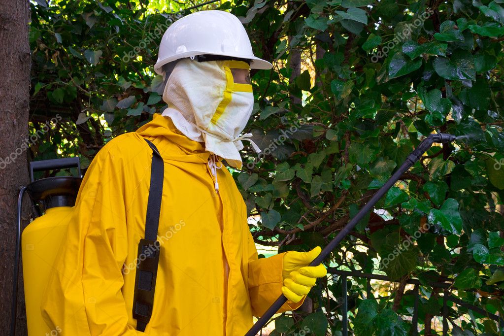 Dératisation à Arras