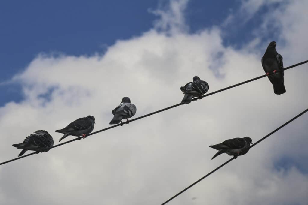Dépigeonnage à Saint-Nicolas-Lez-Arras