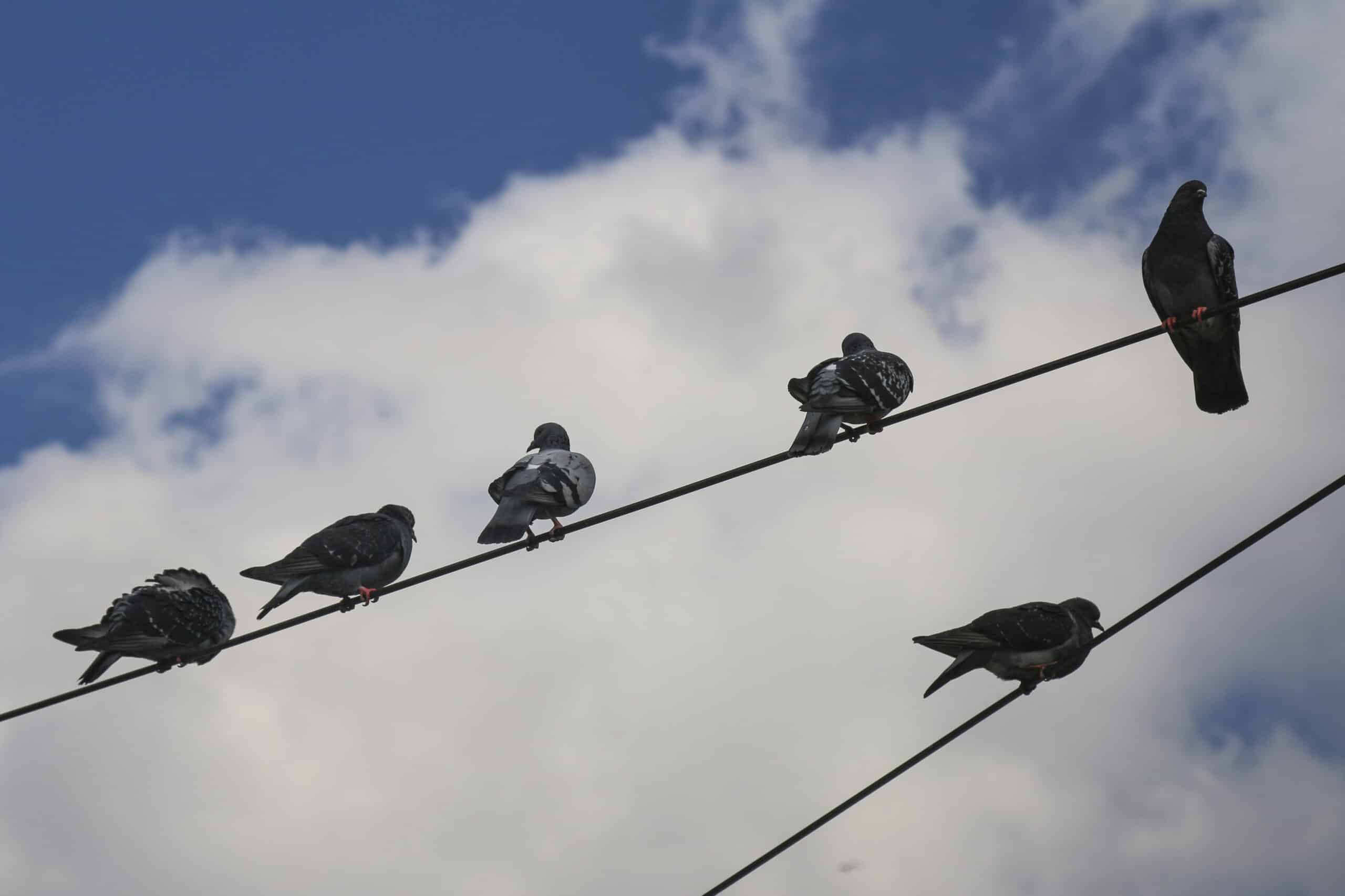 Entreprise experte en dératisation à Arras