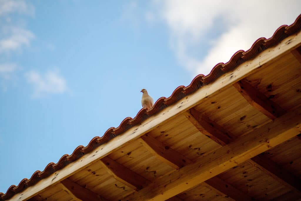 Dépigeonnage à Arras