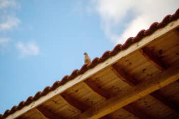 Dépigeonnage à Arras