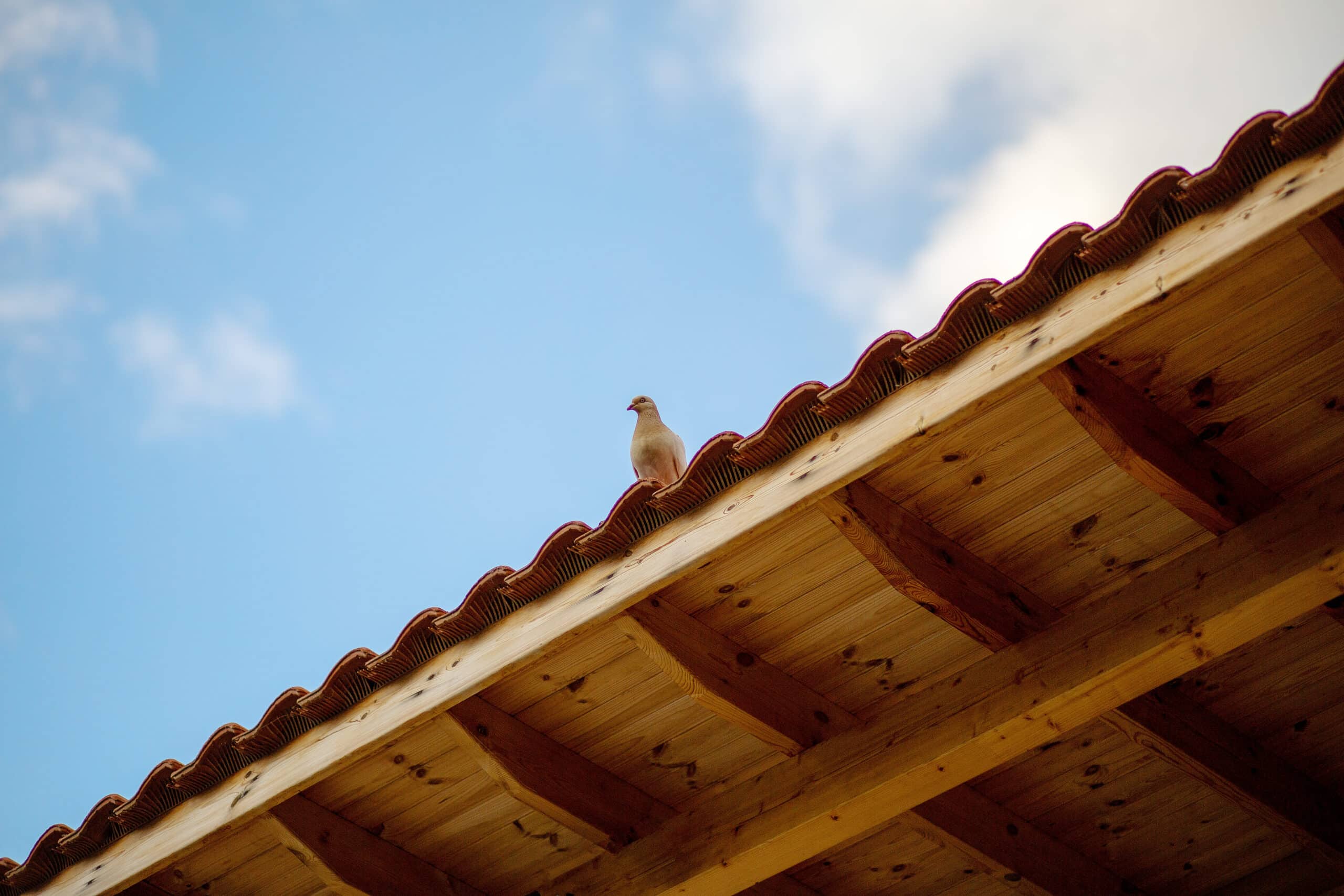 Dépigeonnage à Arras