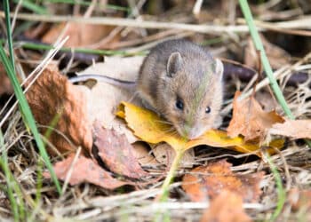 dératisation à beaurains
