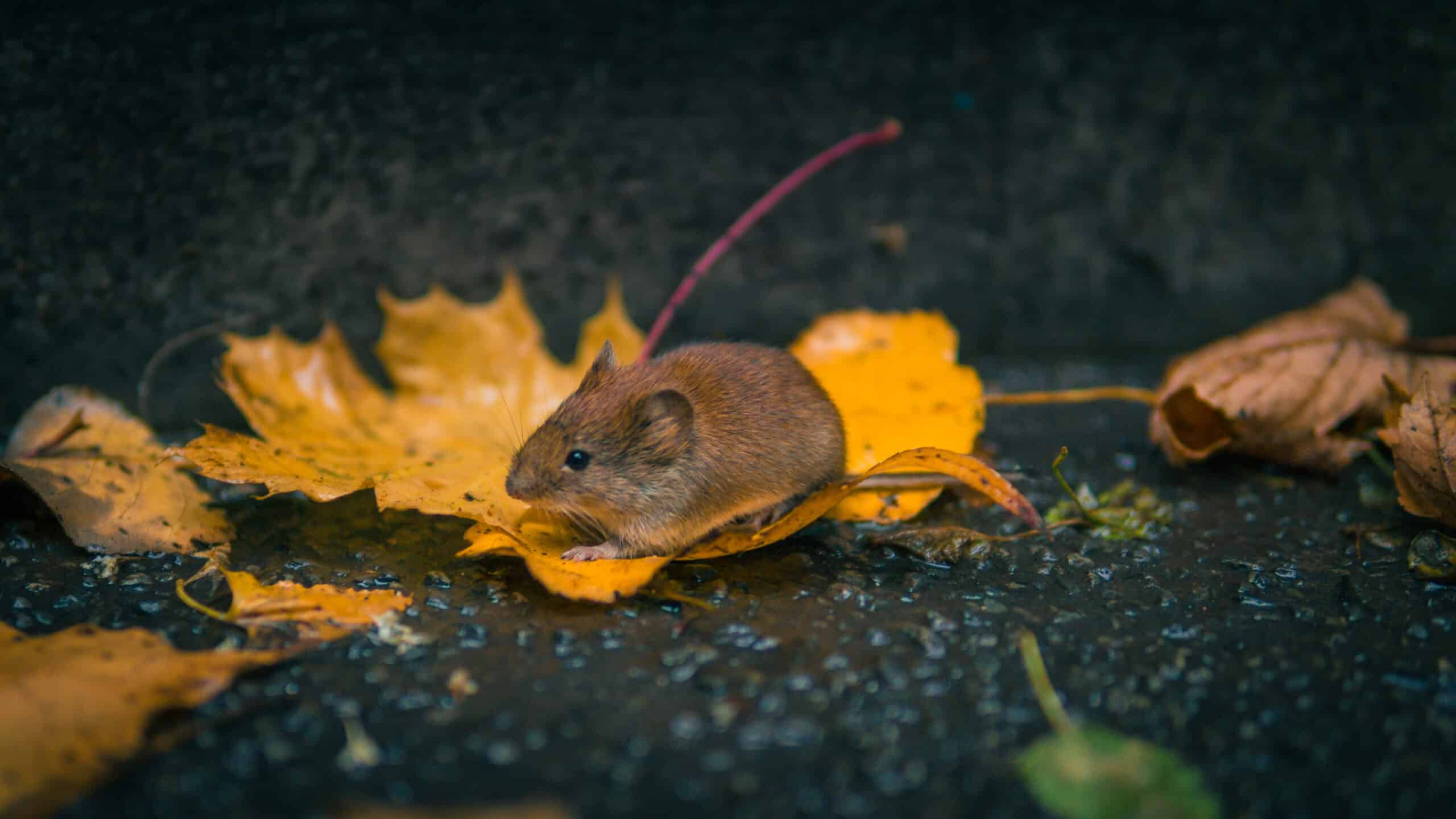 Dératisation à Arras