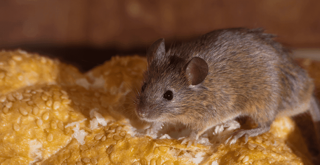 Dératiseur à Arras