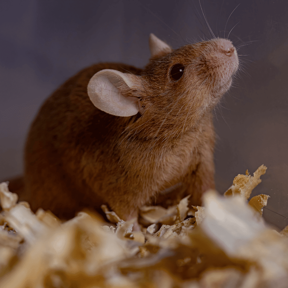 dératisation à Arras