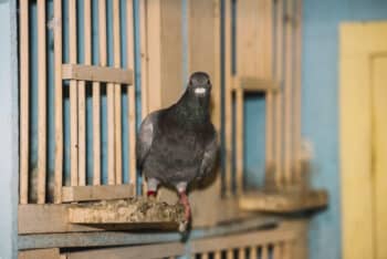 depigeonnage et anti-oiseaux à Tourcoing