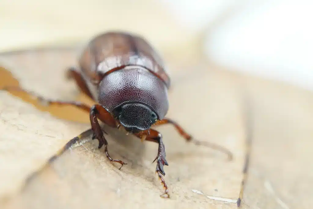Désinsectisation cafard à Arras