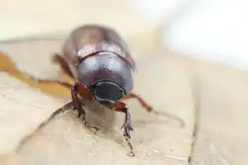 Désinsectisation cafard à Arras