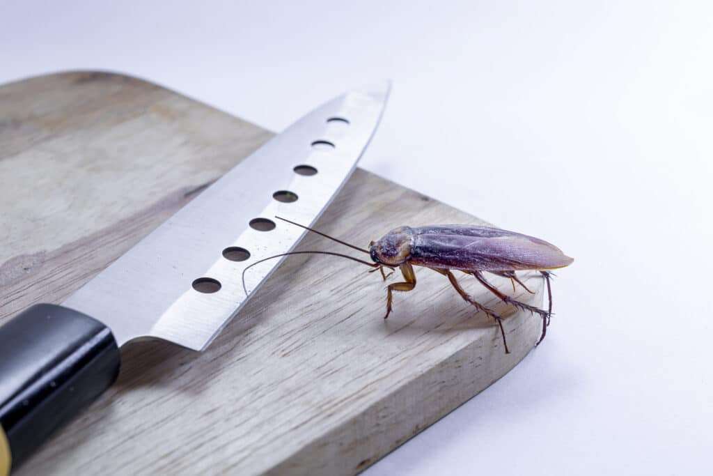 Cafards dans une cuisine à Saint-Laurent-Blangy
