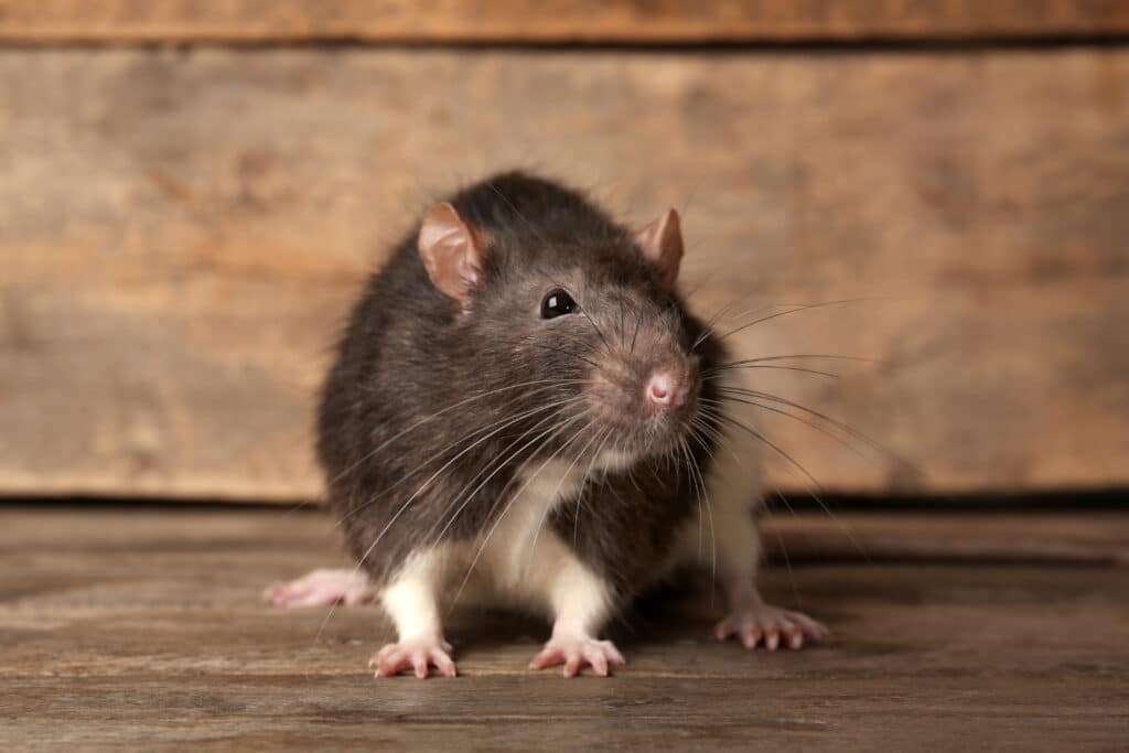 présence de rats dans une cave à Beaurains