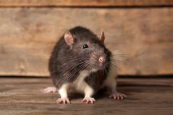 présence de rats dans une cave à Beaurains