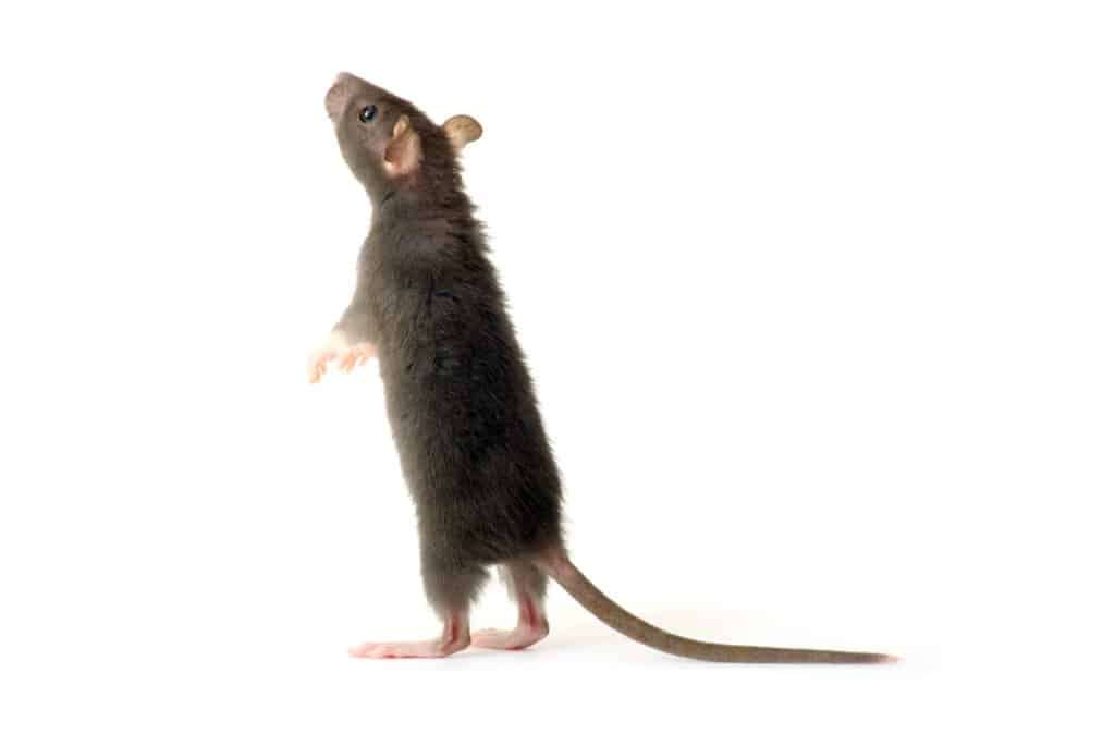 Désinfection après nuisibles à Saint-Laurent-Blangy