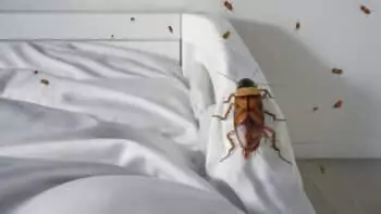 Infestation de punaises de lit à Arras