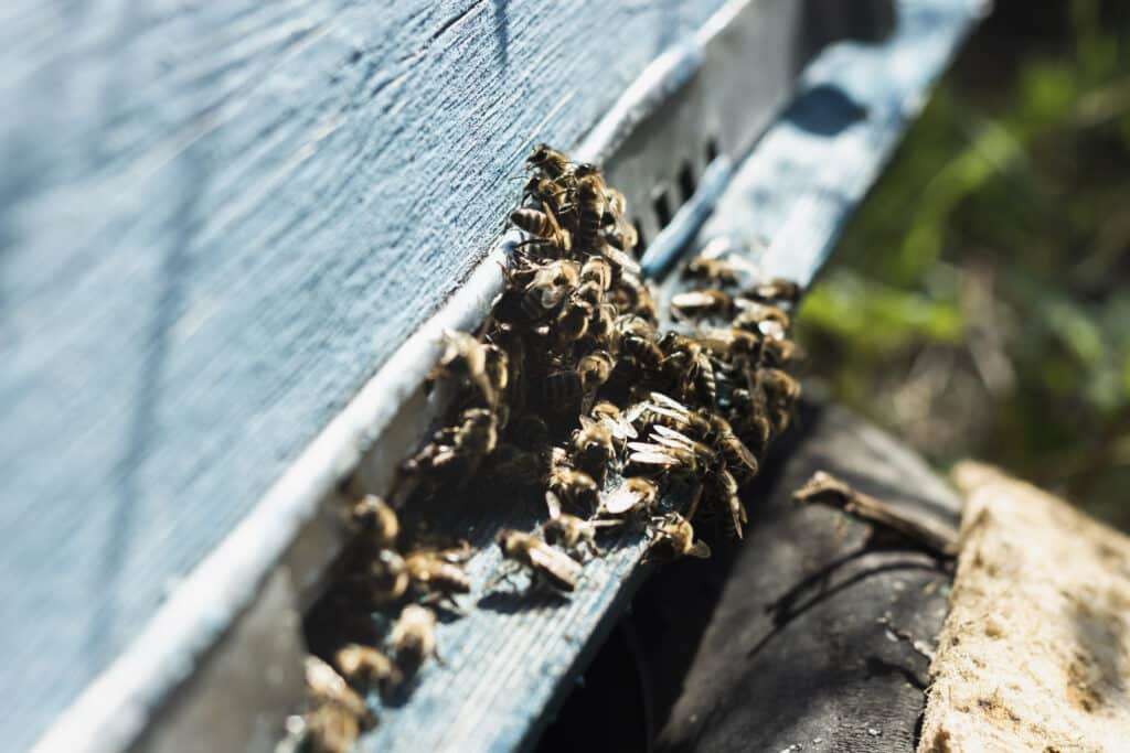 Nid de guêpes sous toiture Arras