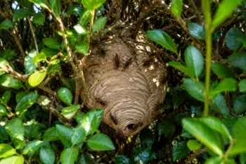 Nid de frelons asiatiques dans une haie à Anzin-Saint-Aubin