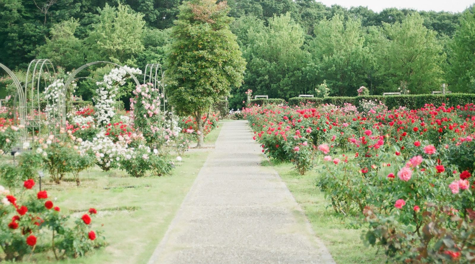 Locauxier et dératiseur incontournable à Arras