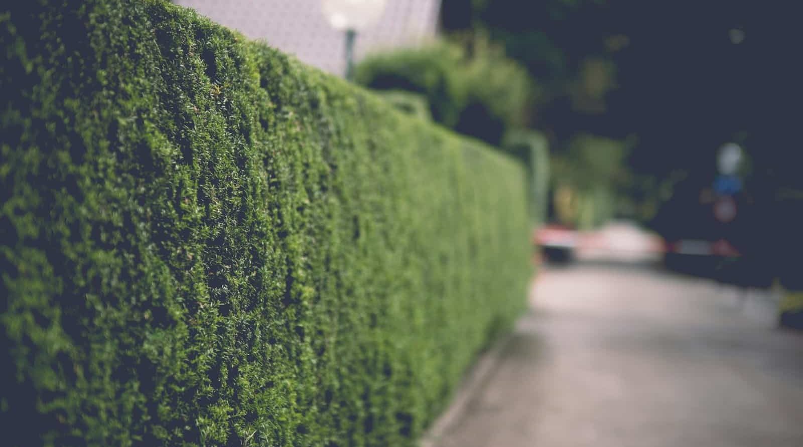 Locauxier et dératiseur incontournable à Arras