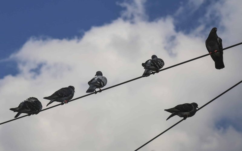 Entreprise experte en dératisation à Arras