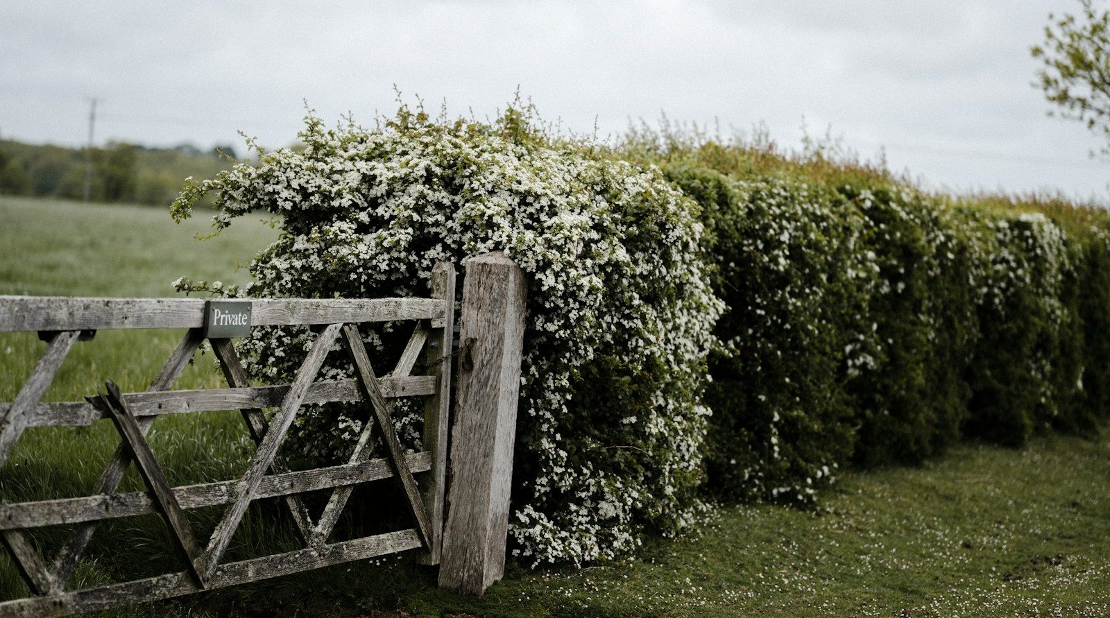 dératiseur pro à Saint-Nicolas-Lez-Arras